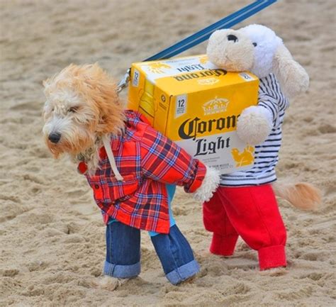 dog outfit carrying beer